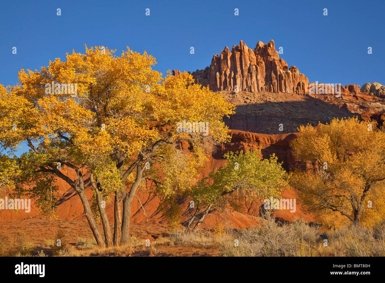 Cottonwood tree with golden autumn color and The Castle rising in