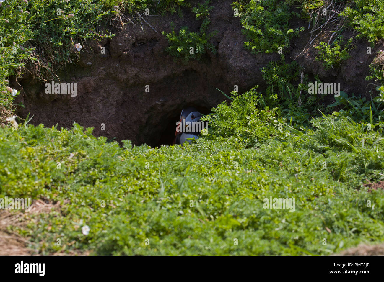 A puffin sitting in the entrance of a nest burrow on Skomer Island Pembrokeshire Wales, Stock Photo