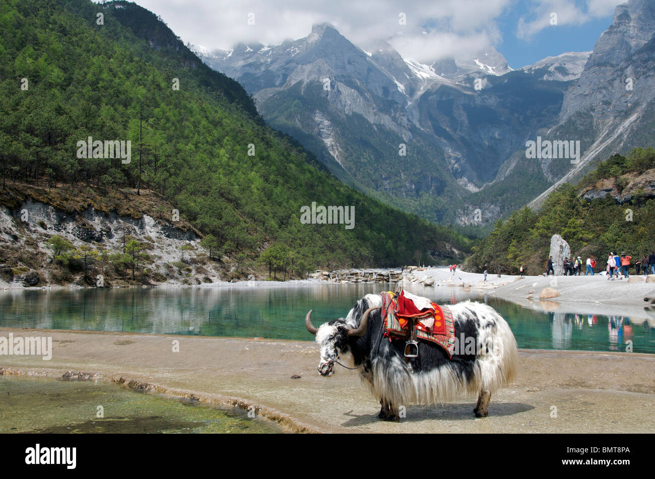 Yak and Yulong Xueshan (Jade Dragon) Mountain near Lijiang Yunnan China Stock Photo