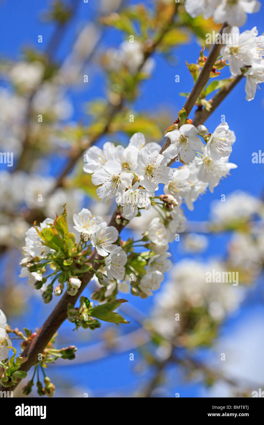 Cherry blossom against a bright blue sky Spring at Last! Stock Photo