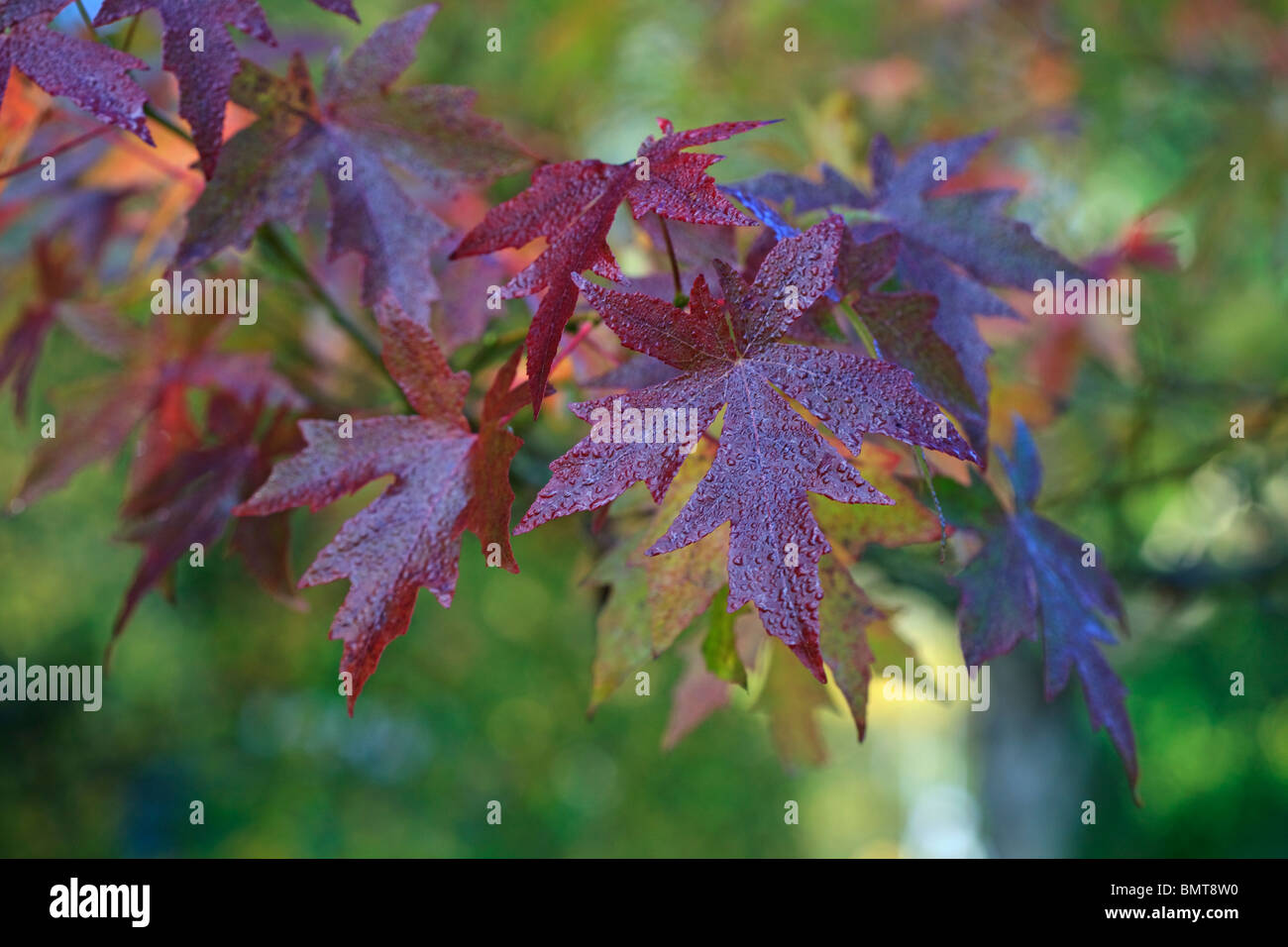 Liquidambar orientalis - Oriental Sweetgum in Autumn colour covered with rain drops Stock Photo