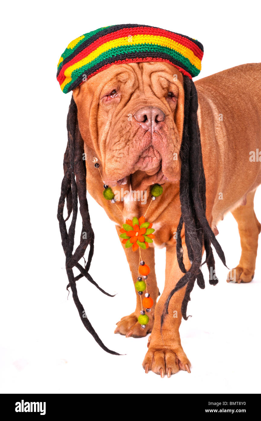 Big Wrinkled Dog in Rastafarian Hat Stock Photo