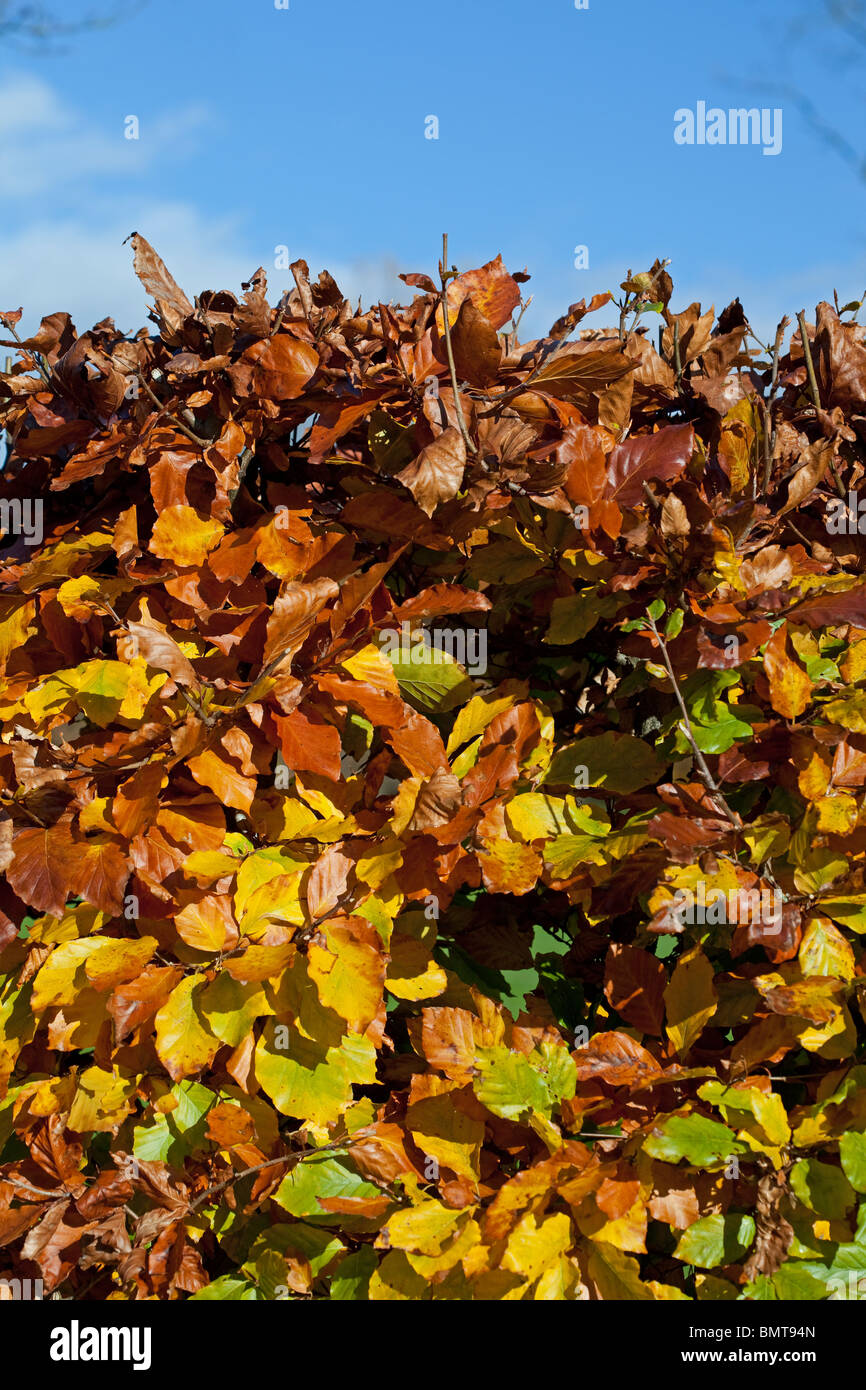 Colourful Beech Hedge in Autumn Stock Photo
