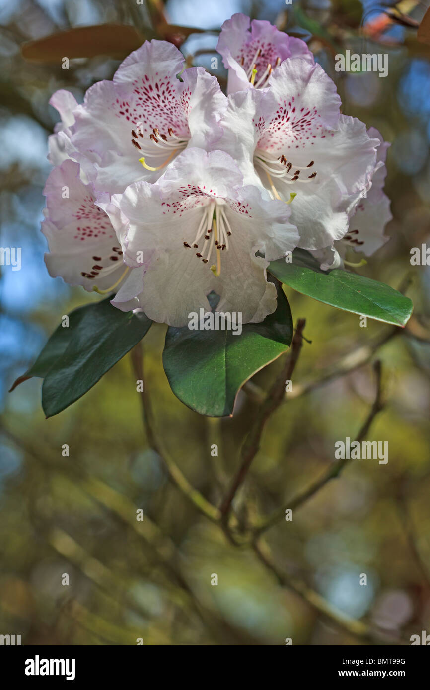 Rhododendron Rex  ssp arizelum Stock Photo