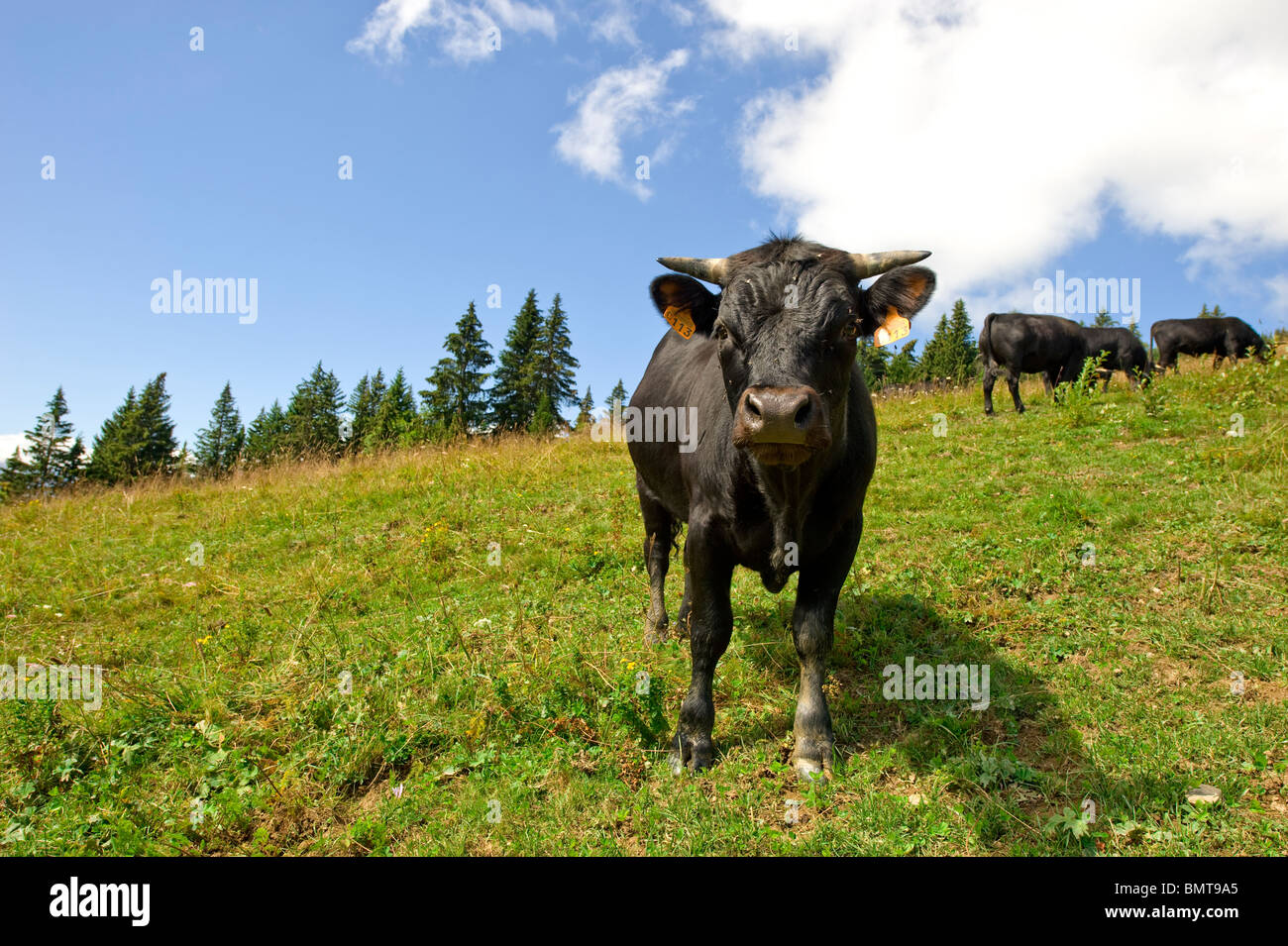 A black cow stands and stares at camera in a high pasture in the Chamonix Mont Blanc Valley, France. Stock Photo