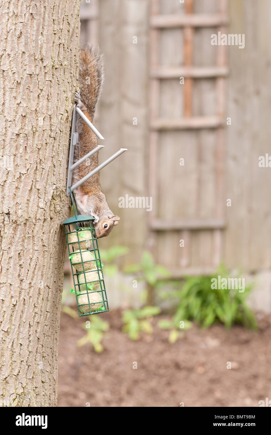 Squirrel pox hires stock photography and images Alamy