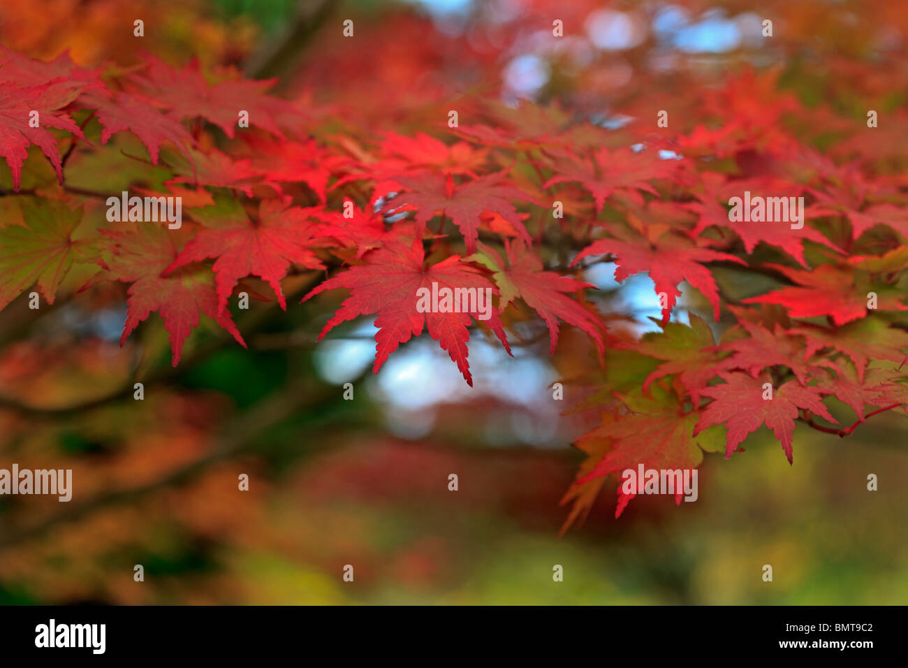 Acer 'sieboldianum' - Siebold's Maple Stock Photo