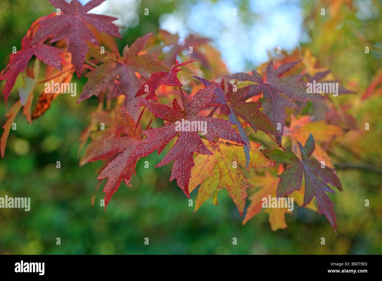 Liquidambar orientalis - Oriental Sweetgum in Autumn colour covered with rain drops Stock Photo