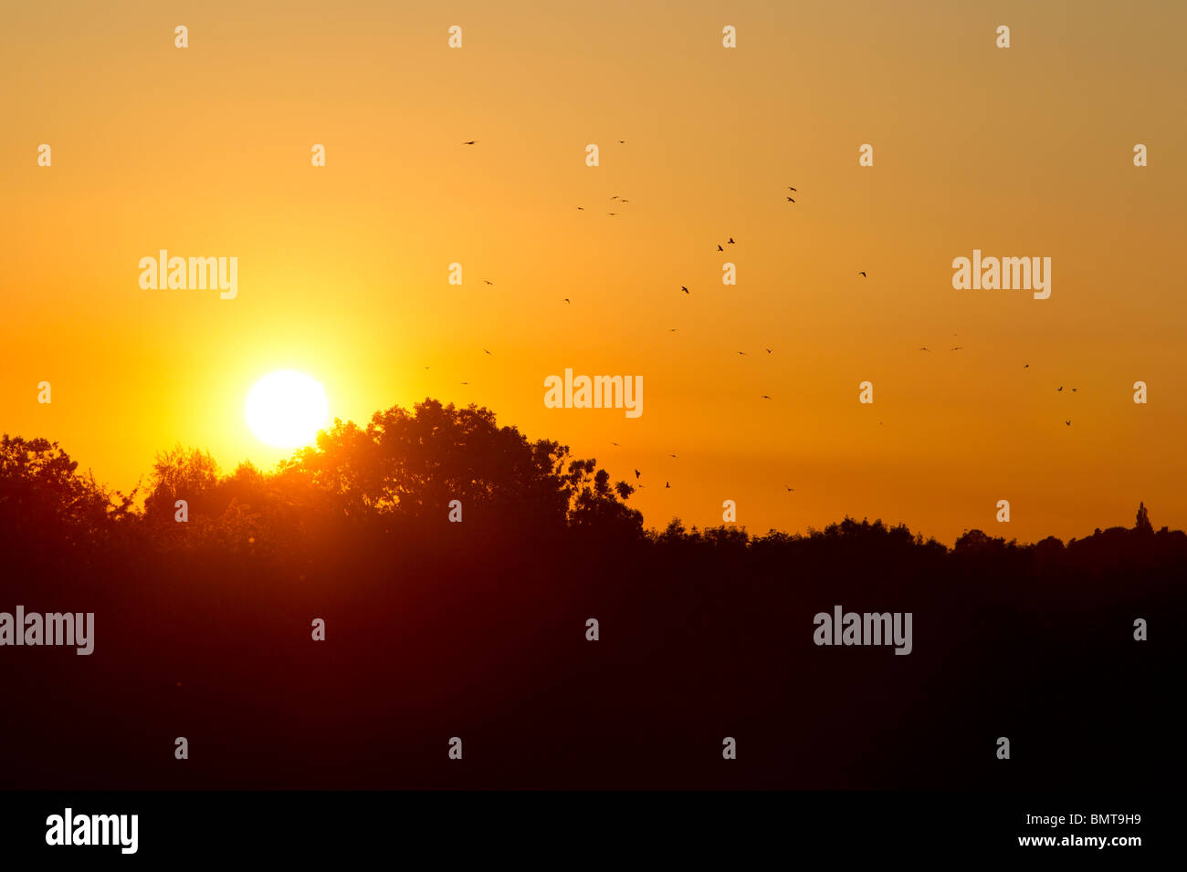 Sunset over woodland with rookery, Herefordshire, Malvern Hills. Stock Photo