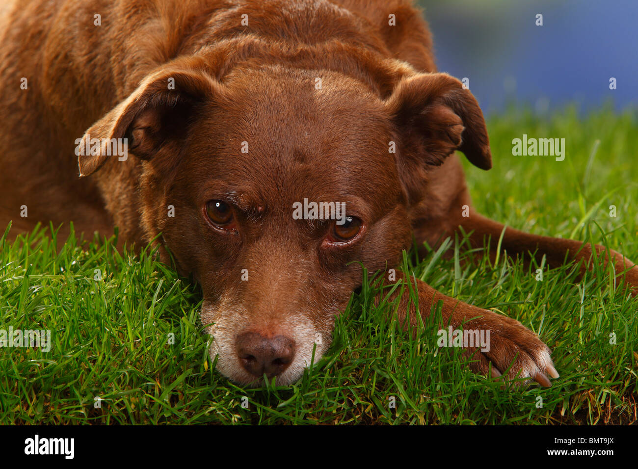 Mixed Breed Dog, 10 years old Stock Photo