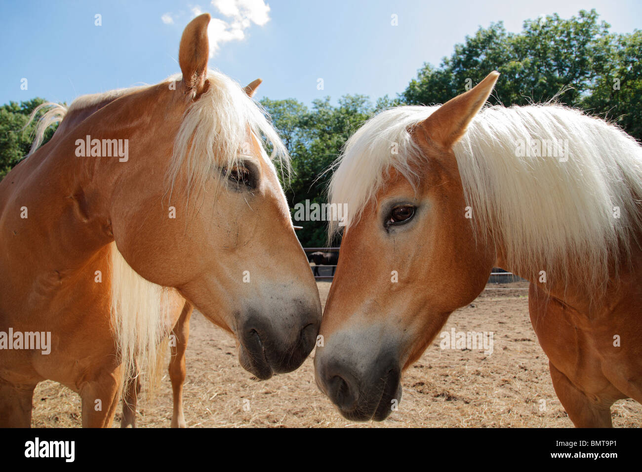 Haflinger horses Stock Photo Alamy