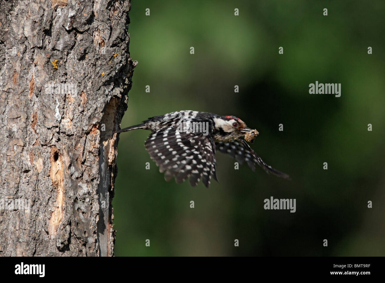 Lesser-spotted woodpecker, Dendrocopos minor, single male in flight