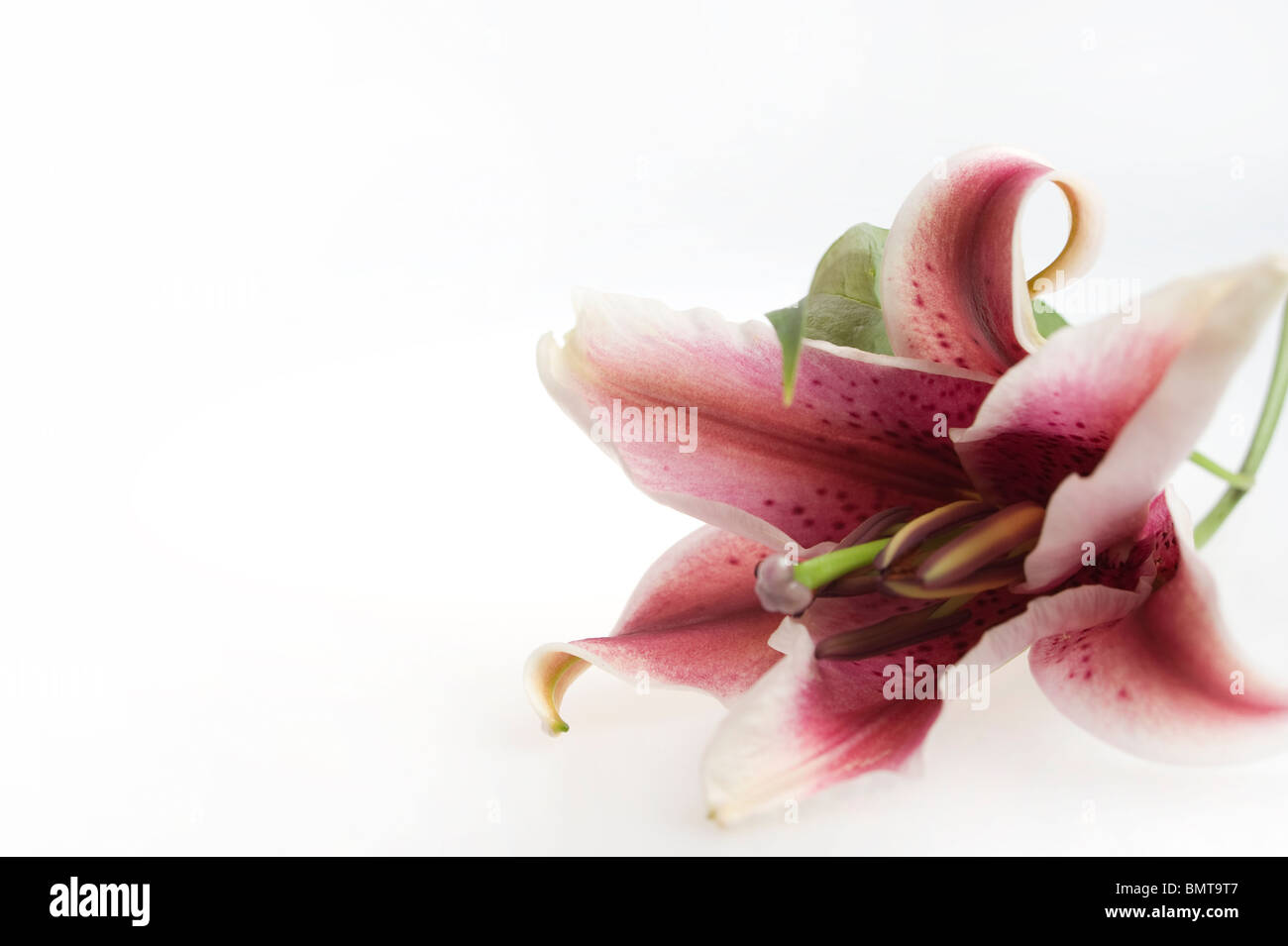 red tiger lily isolated on white background Stock Photo - Alamy