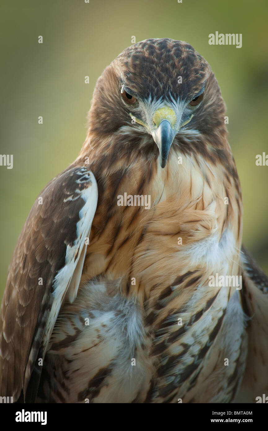 close up of red-tailed hawk Stock Photo