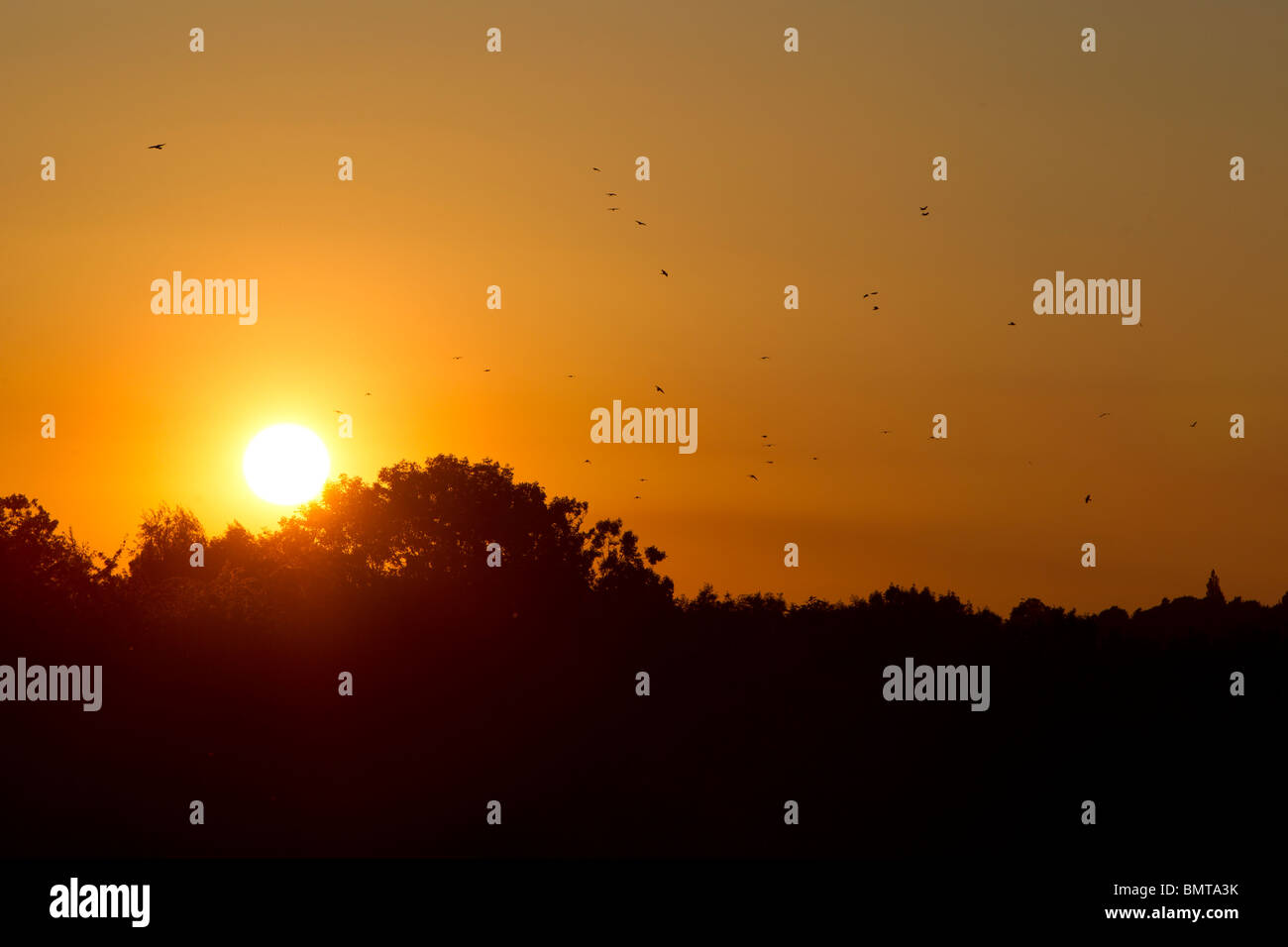 Sunset over woodland with rookery, Herefordshire, Malvern Hills. Stock Photo