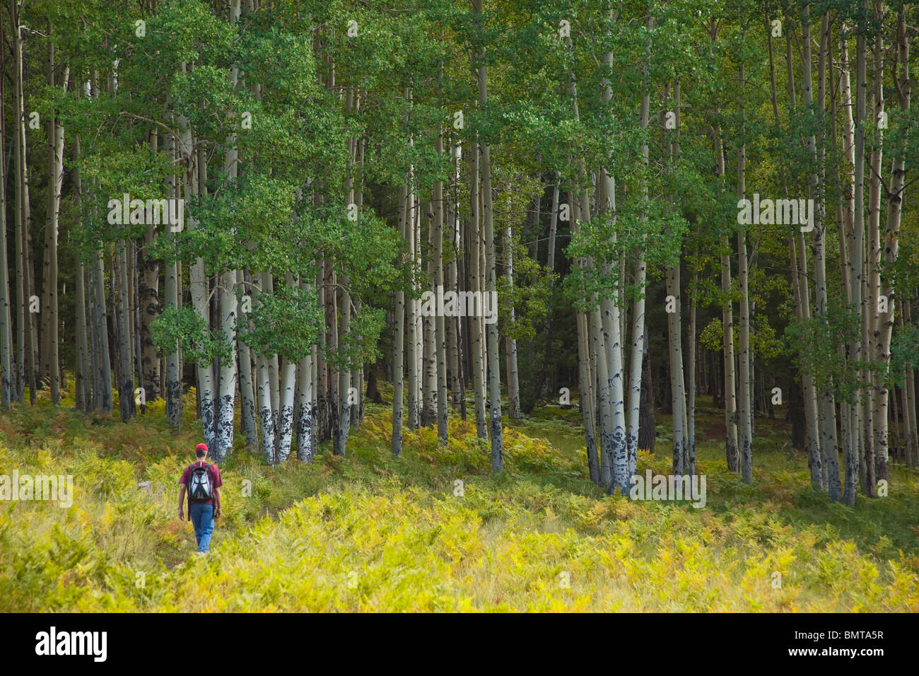 Hiker on Arizona National Scenic Trail in San Francisco Peaks area of Coconino National Forest