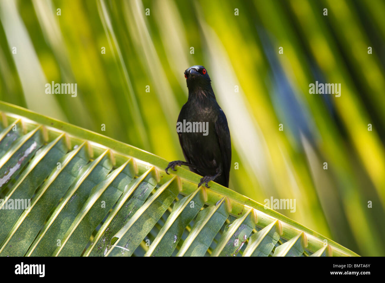 Asian Glossy Starling Aplonis panayensis sitting on palm leaf branch, Sabah area, Borneo, Malaysia. Stock Photo