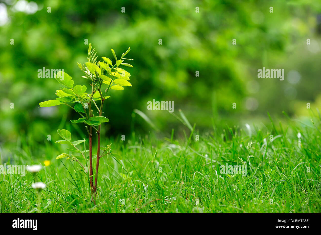 Seedling of a Black Locust tree (Robinia pseudoacacia) an invasive