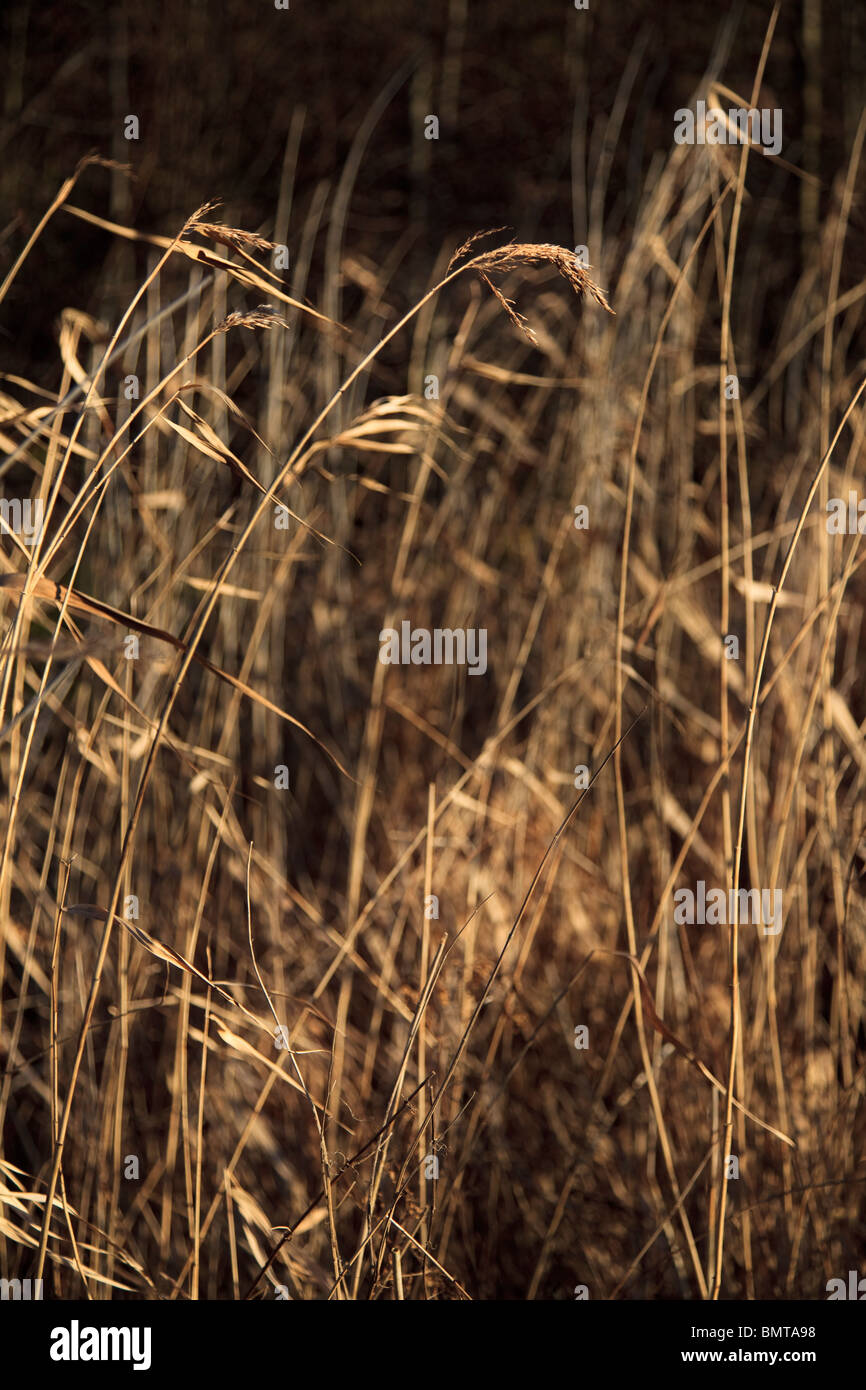 Windswept marsh grass in Winter Stock Photo