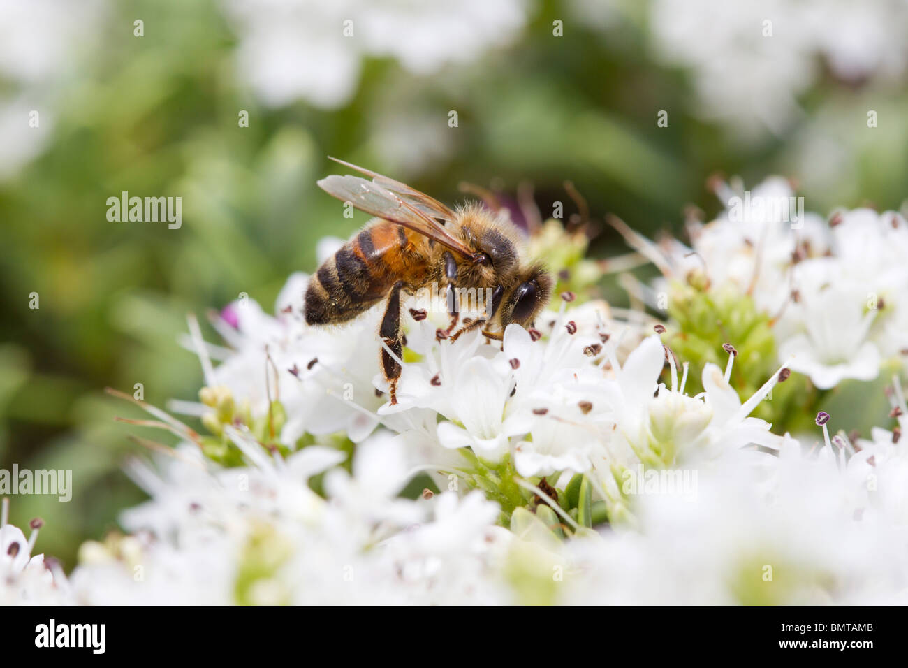 Honey Bee nectaring Apis mellifera on Hebe bush, Great Malvern, Worcestershire, UK. Stock Photo