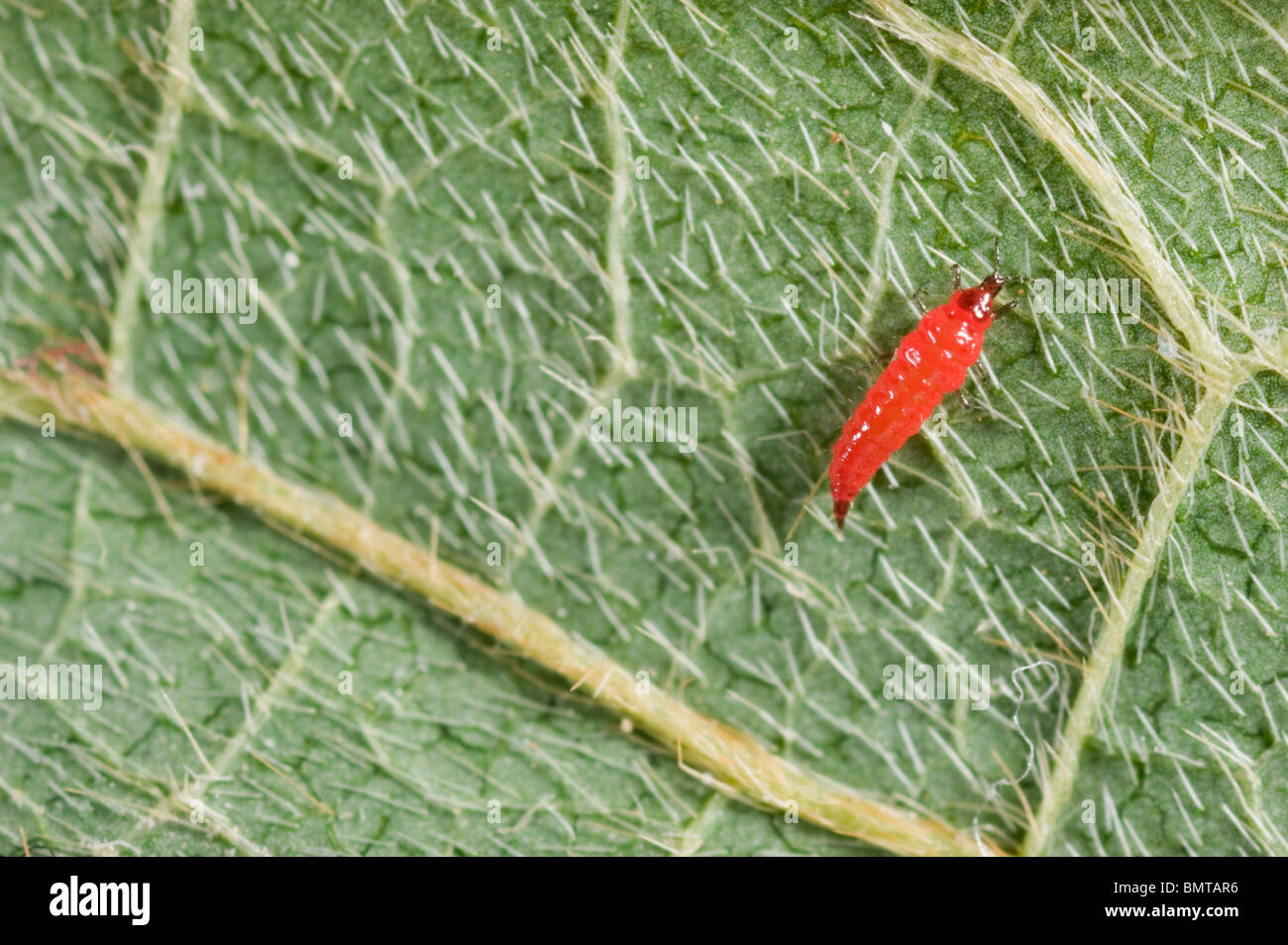 Red predatory thrips larva Stock Photo