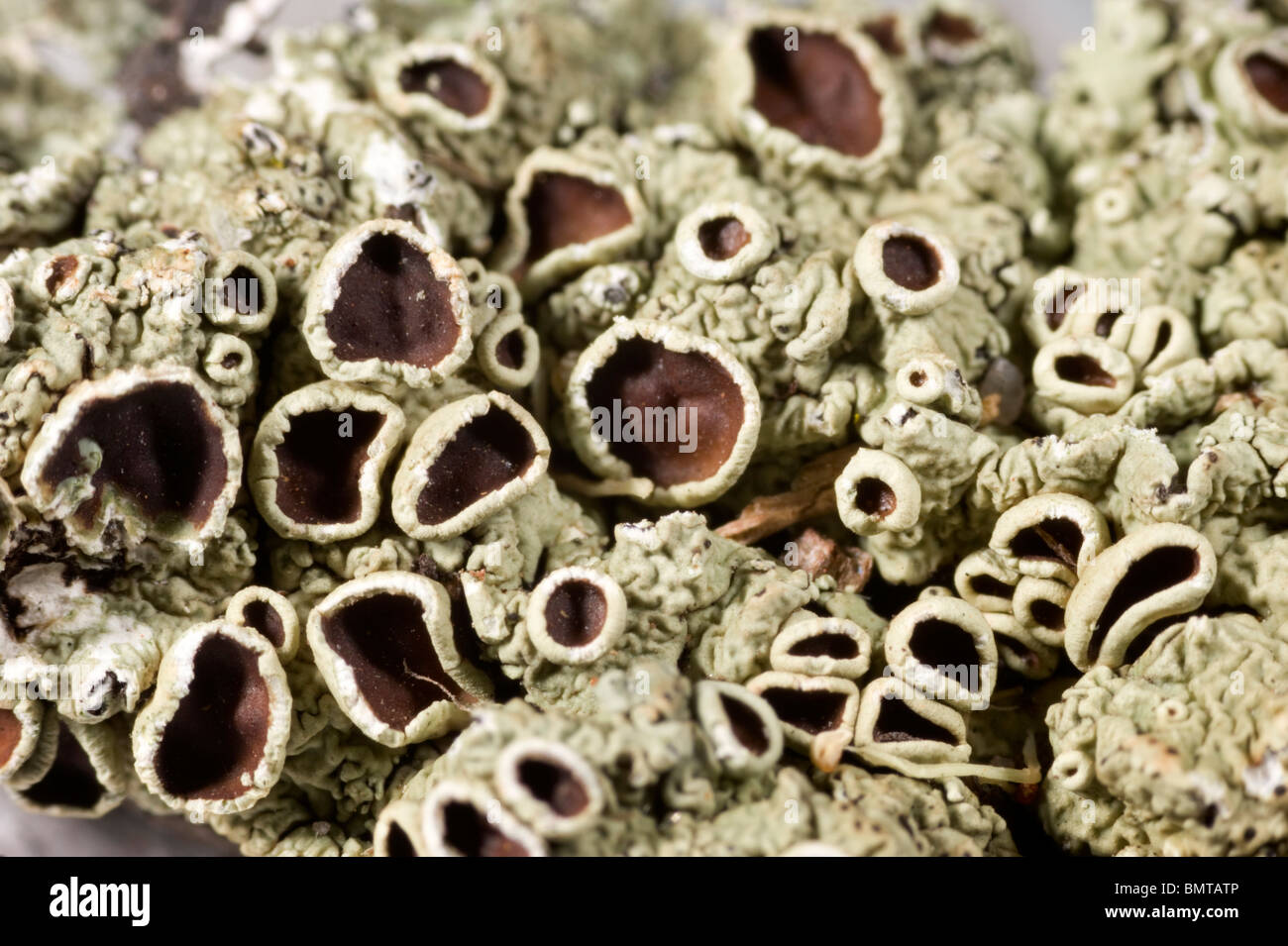Ultra close-up image of lichen Stock Photo