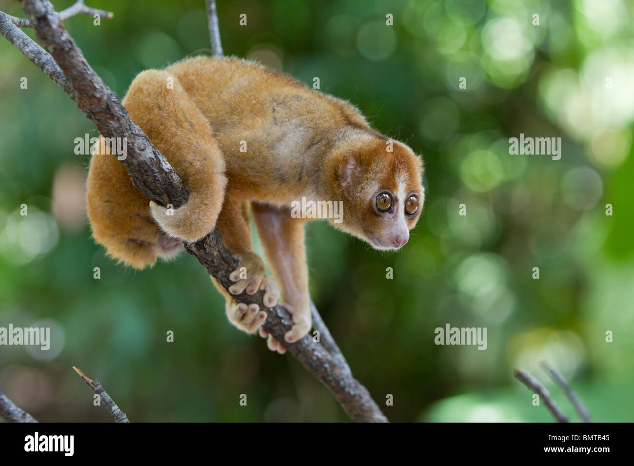 Male Bornean Slow Loris Nycticebus menagensis resting on branch, Borneo, Sabah, Malaysia. Stock Photo