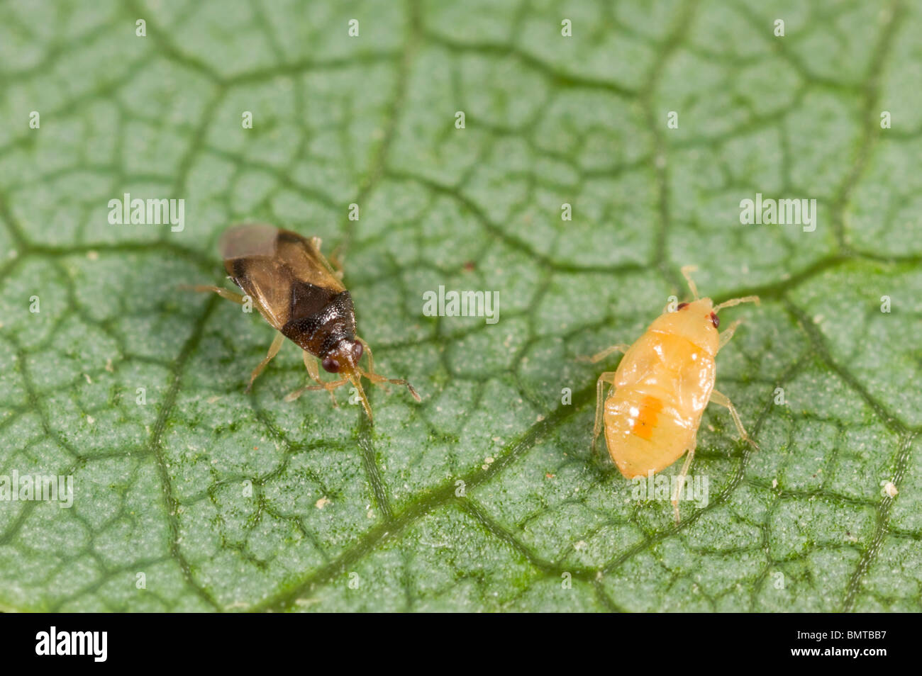 Pirate bugs 2024