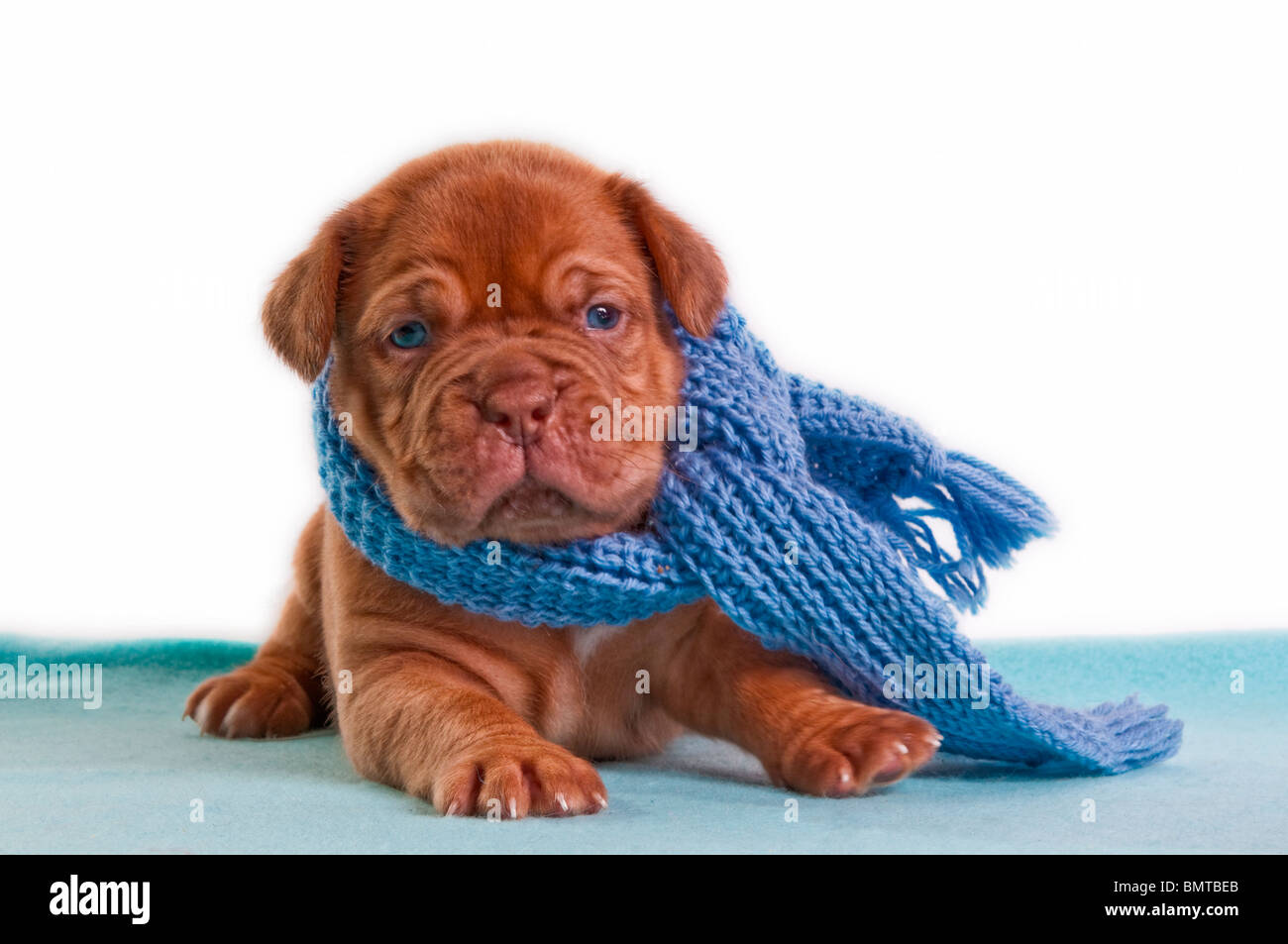 Shar pei blue best sale eyes