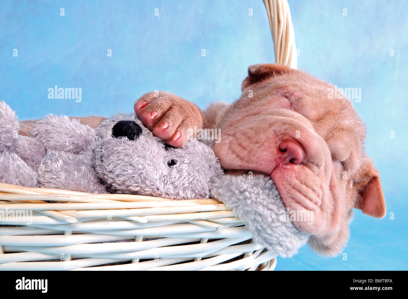 Cute puppy having a comfy sleep in a basket Stock Photo - Alamy