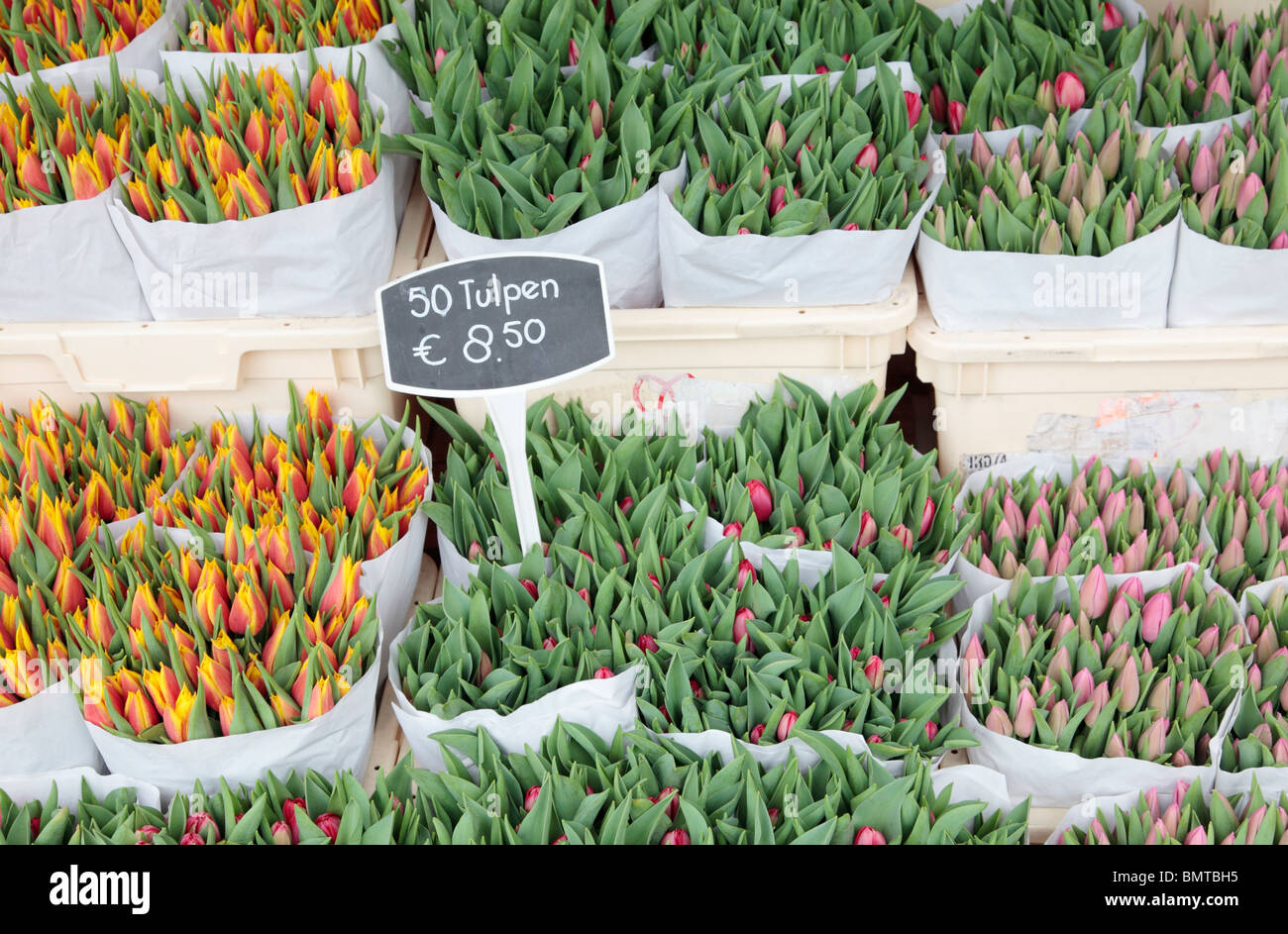 Tulips for Sale Stock Photo