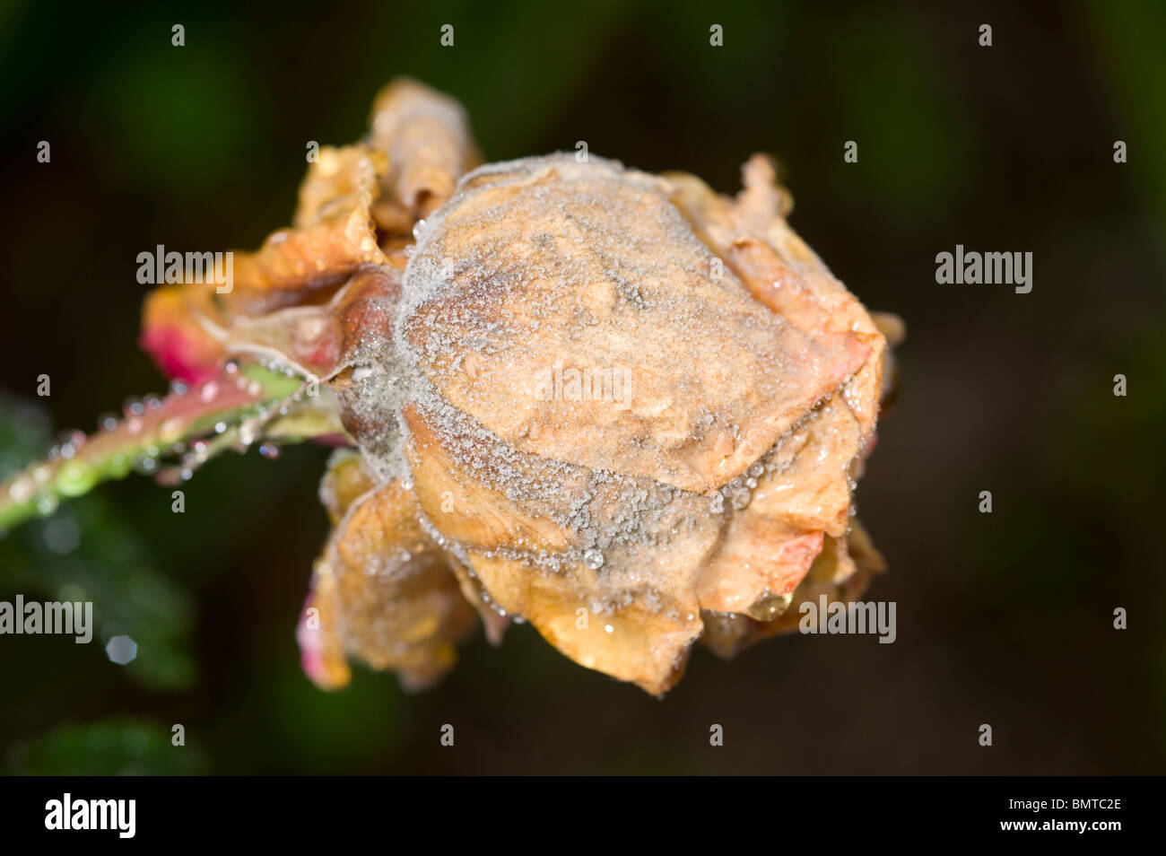 Grey mould fungus on rose bud Stock Photo