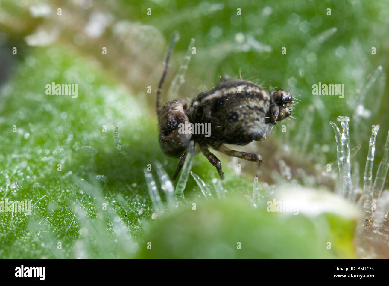 Tiny springtail insect magnified 10x Stock Photo