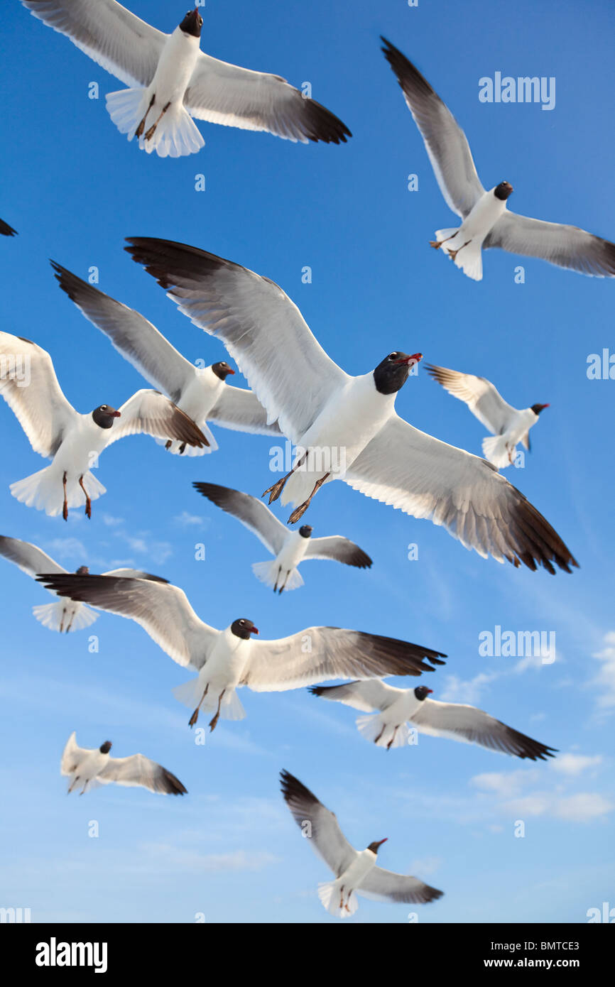A flock of common black headed gulls, Chroicocephalus Ridibundus, sea gulls, flying over a beach in a clear blue sky Stock Photo