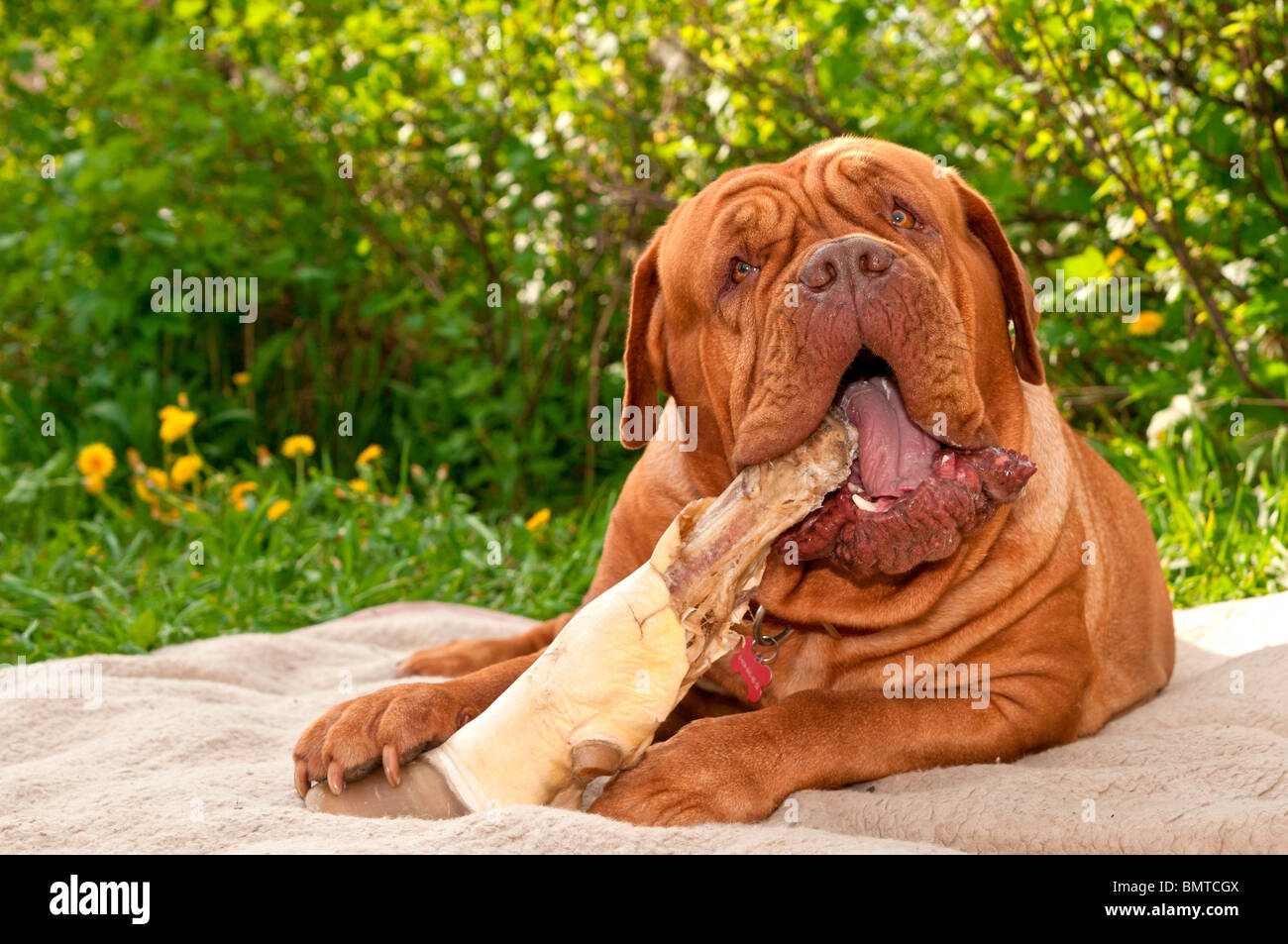 big dogue de bordeaux