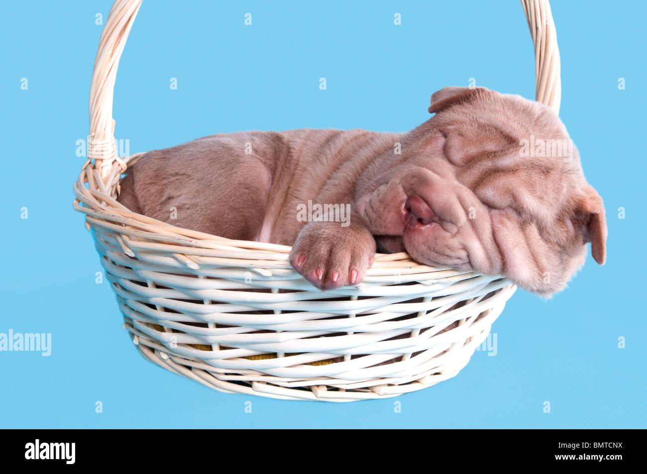 Little puppy sleeping sweetly in a basket Stock Photo - Alamy