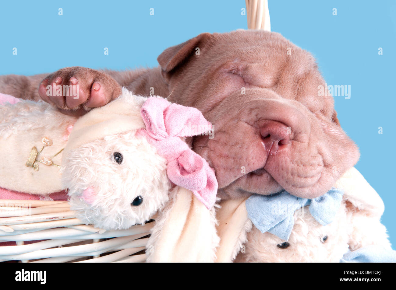 dogue de bordeaux stuffed animal