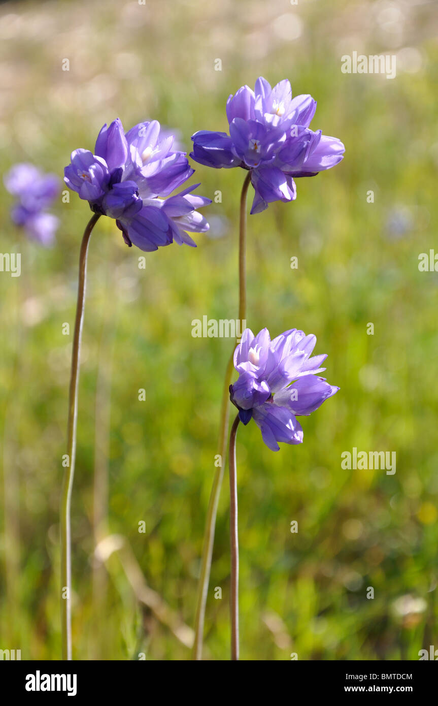 Wildflowers At Lake Tahoe High Resolution Stock Photography and Images ...