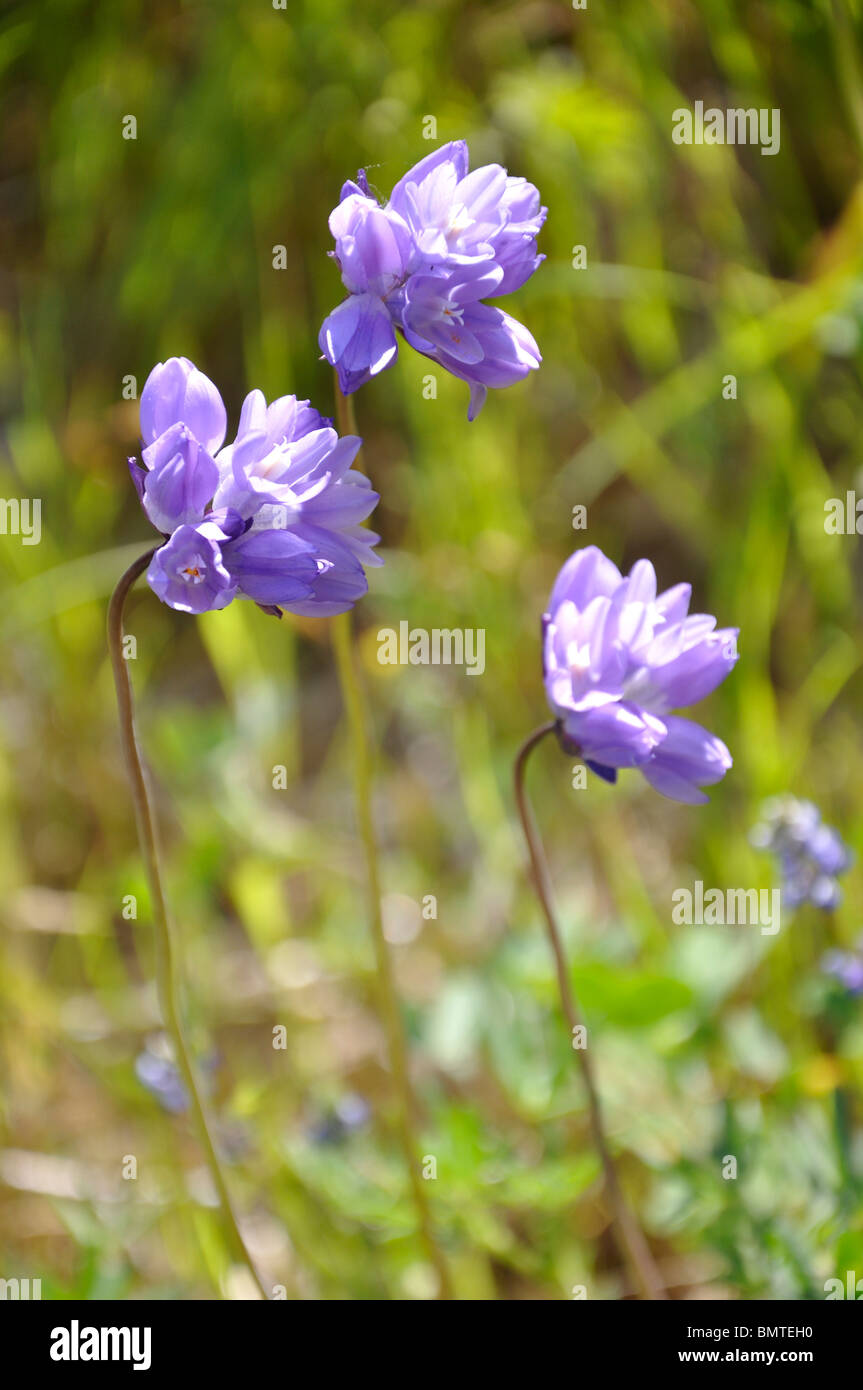 Wildflowers At Lake Tahoe High Resolution Stock Photography and Images ...