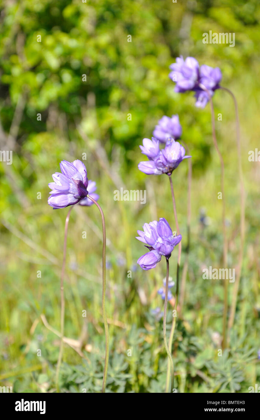 Tahoe wildflowers hi-res stock photography and images - Alamy