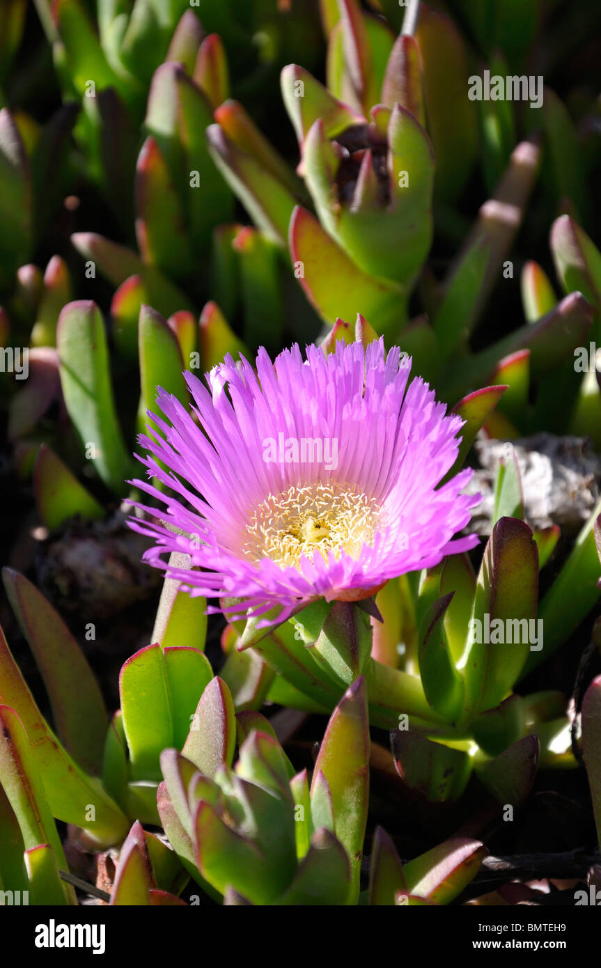 Sea Fig Carpobrotus chilensis, aka Baby Sunrose, Ice Plant, Northern