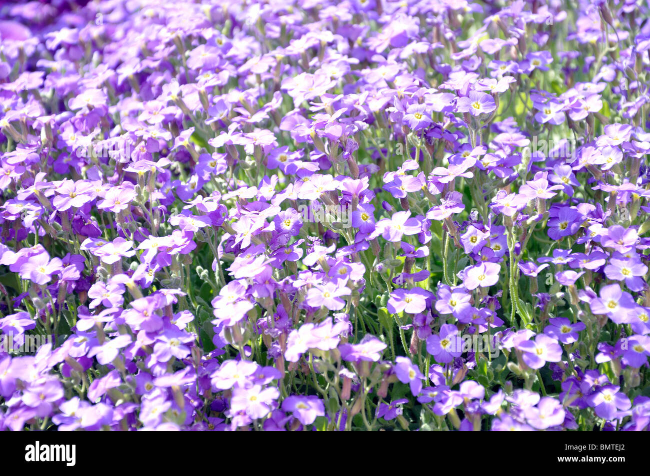 Garden with purple flowers blooming Stock Photo - Alamy