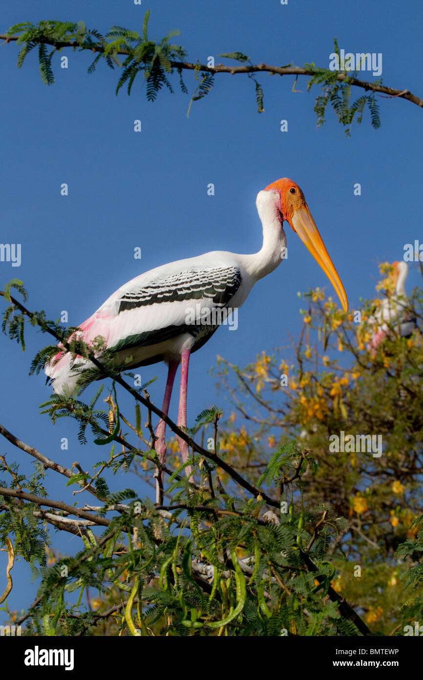 Water birds of india hi-res stock photography and images - Alamy