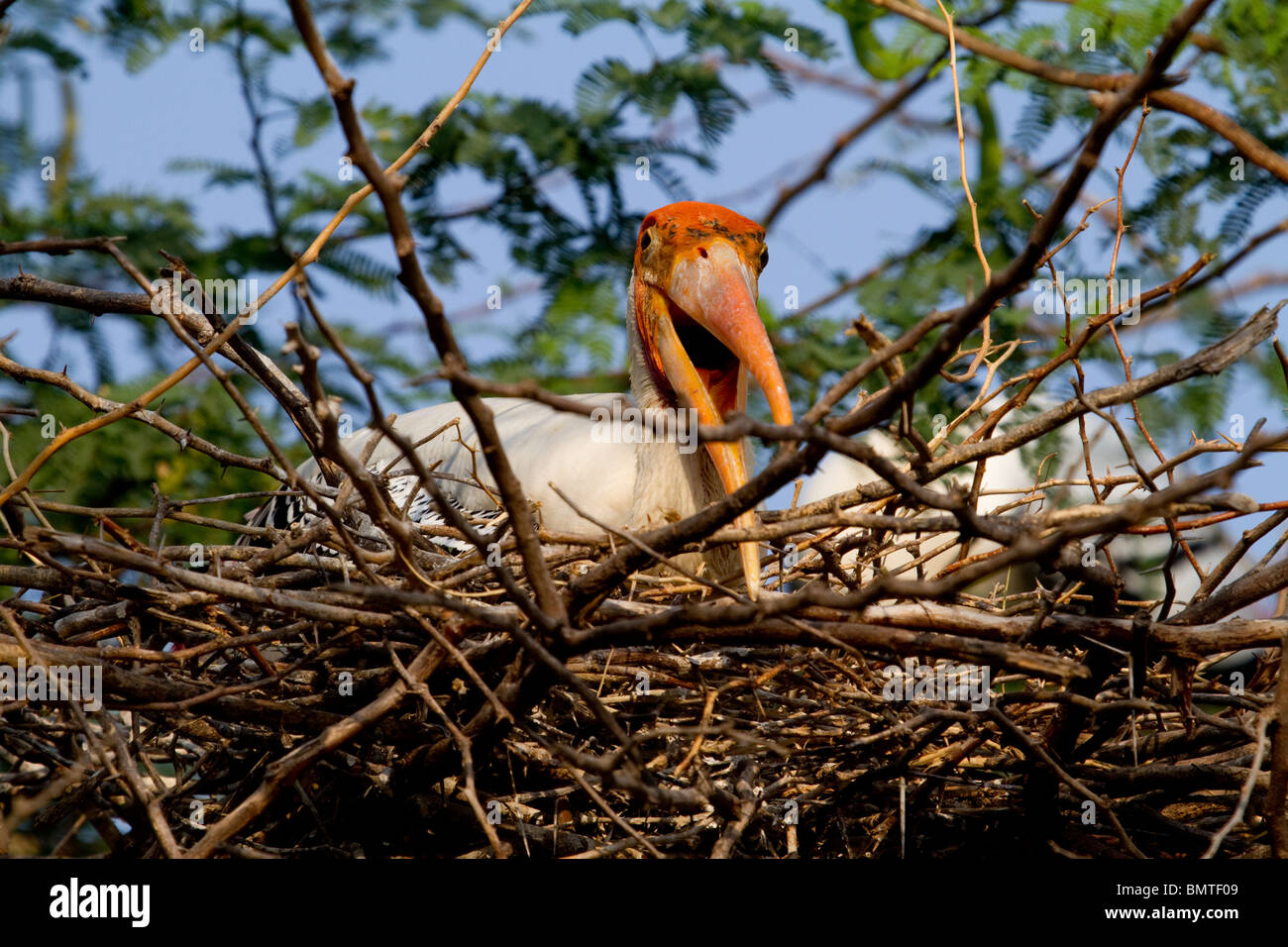 Indian Birds Stock Photo