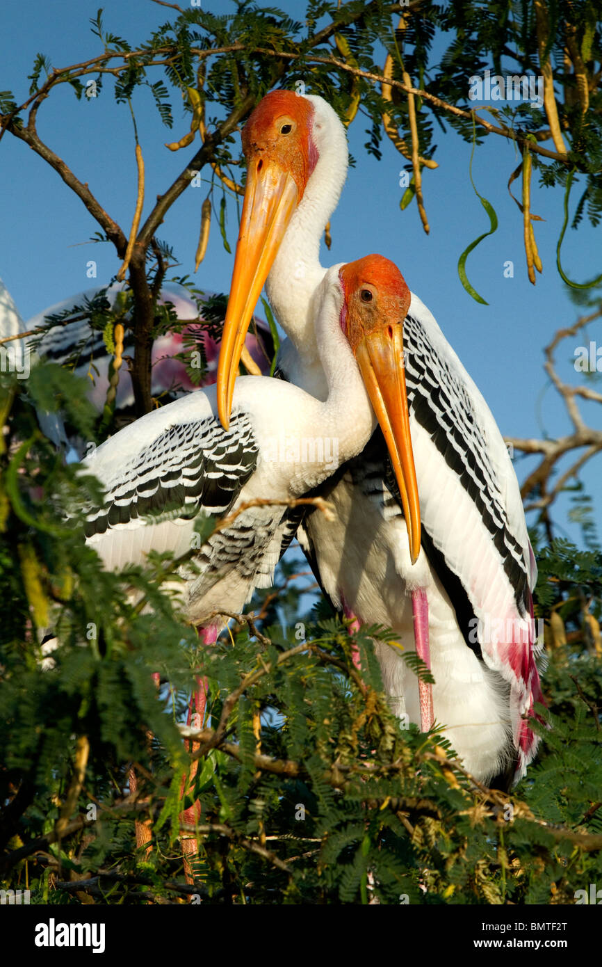 Indian Birds Stock Photo