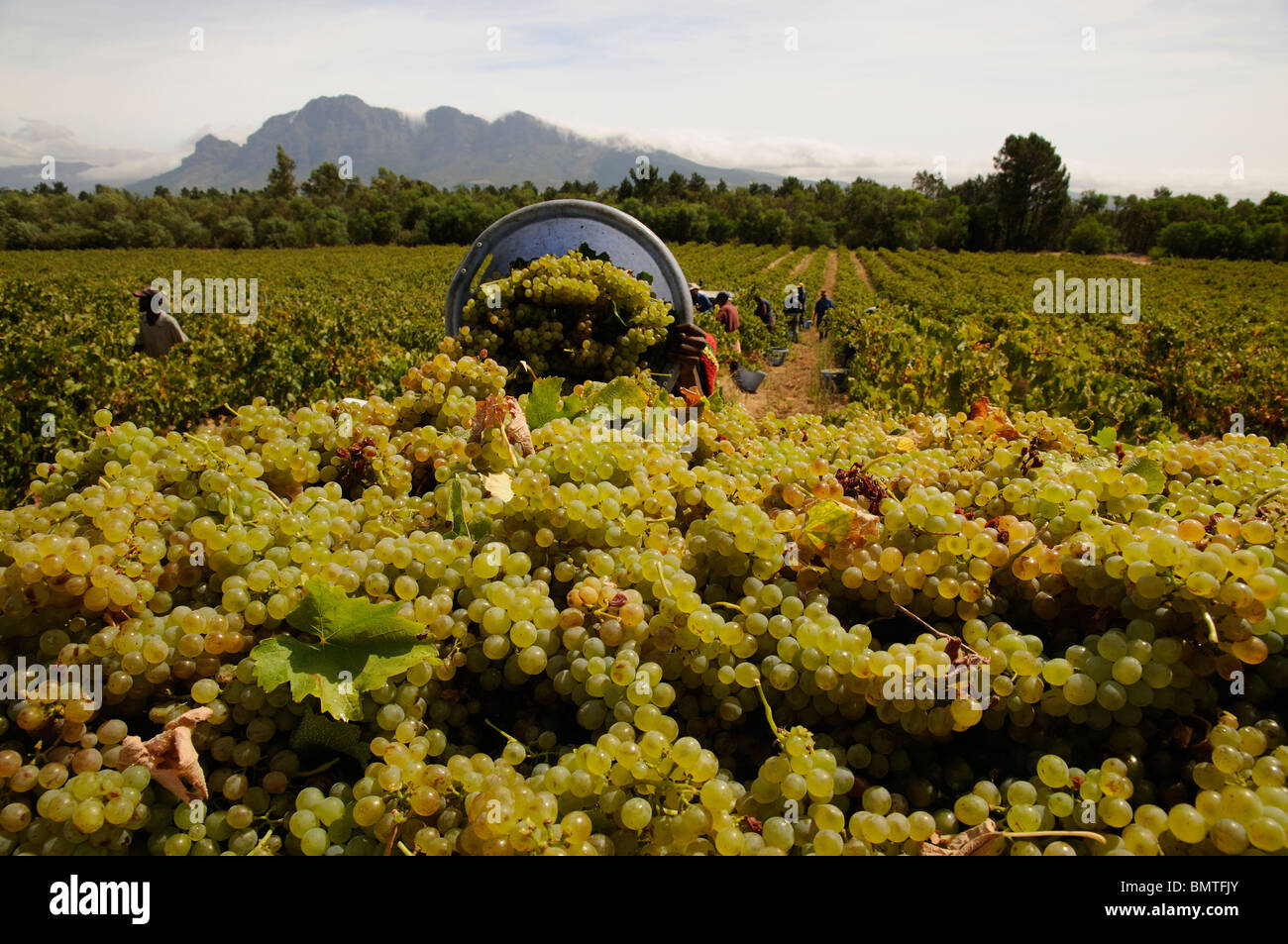Harvesting grapes for wine production Cape Province region western cape