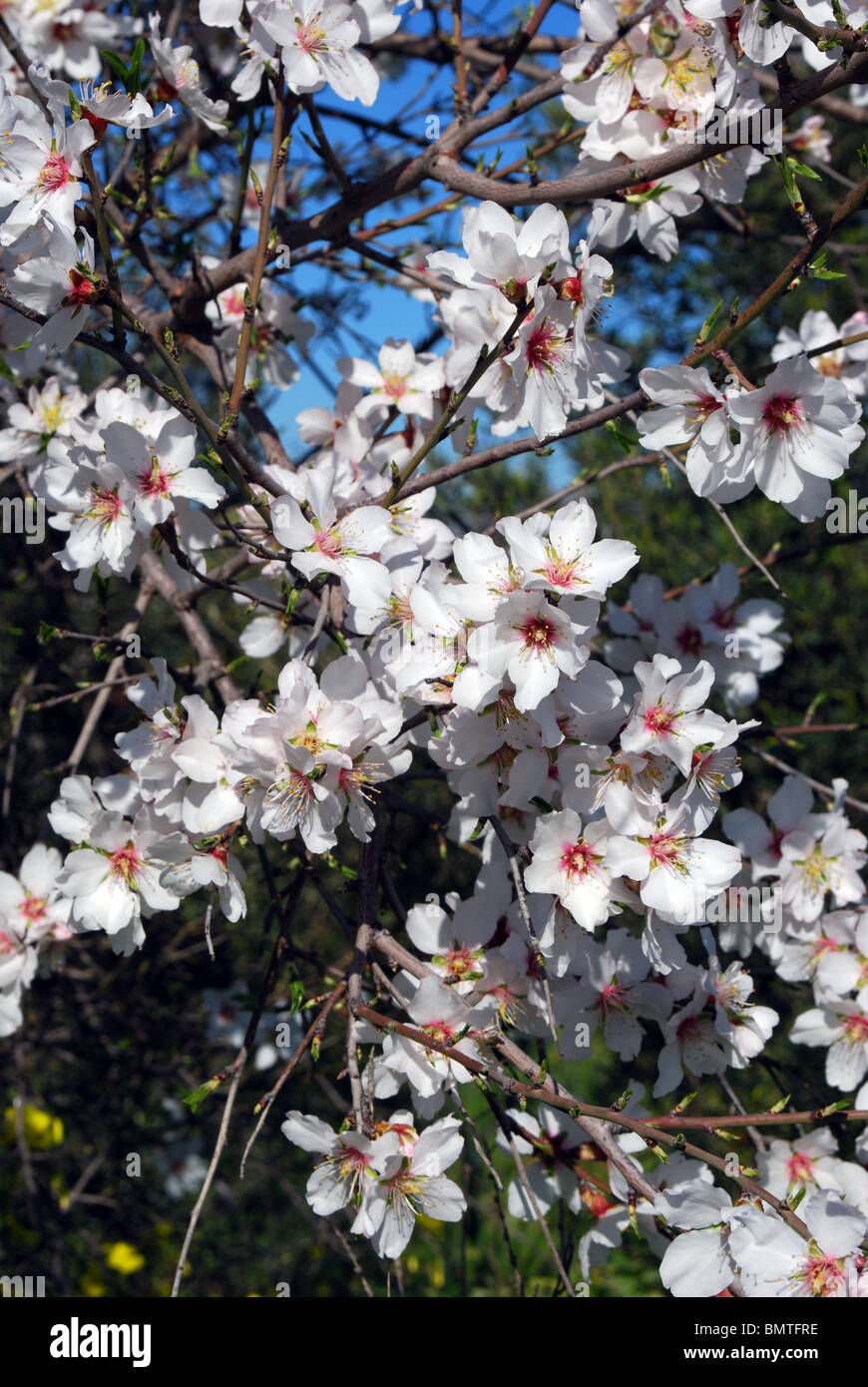 Almond blossom, Near Alhaurin el Grande, Mijas Costa, Costa del Sol, Malaga Province, Andalucia, Spain, Western Europe. Stock Photo