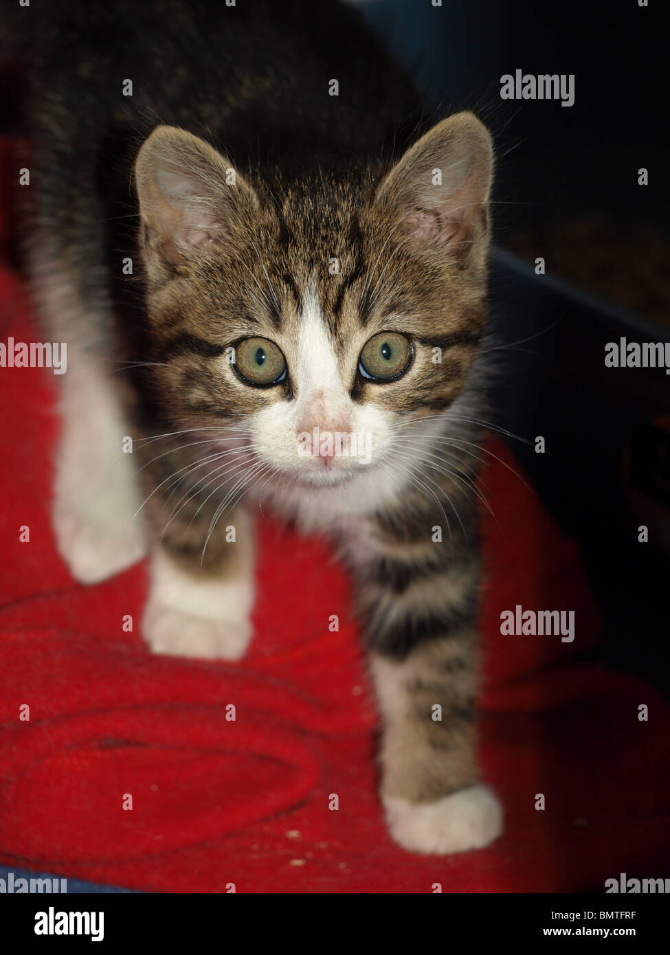 Tabby Kitten Approaching Stock Photo - Alamy