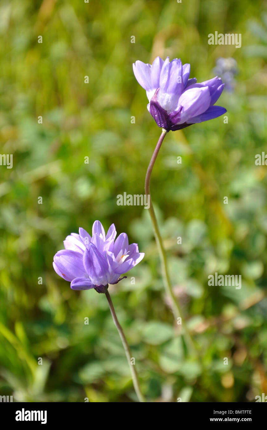 Lake tahoe wildflowers hi-res stock photography and images - Alamy
