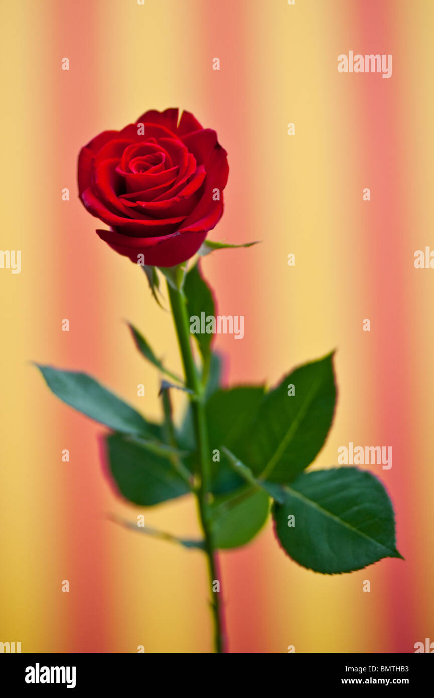 View of a hand holding a red rose with the Catalan flag as a background ...